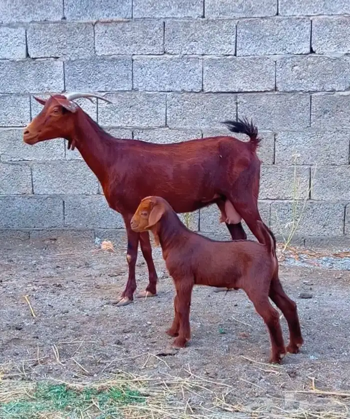 عنز تحتها تيس كلهاري تم البيع 0