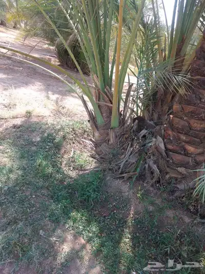 جميع انواع انخيل عربي واشنطني 7
