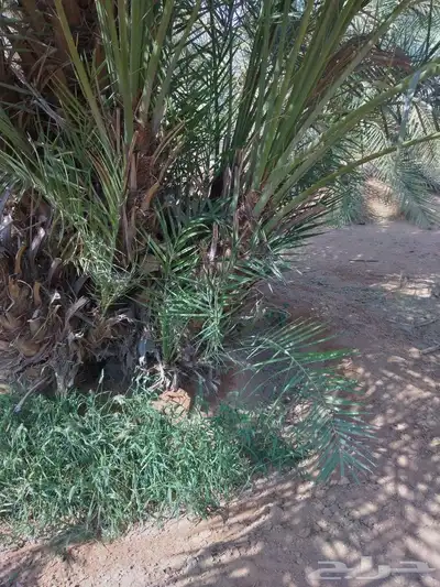 جميع انواع انخيل عربي واشنطني 8
