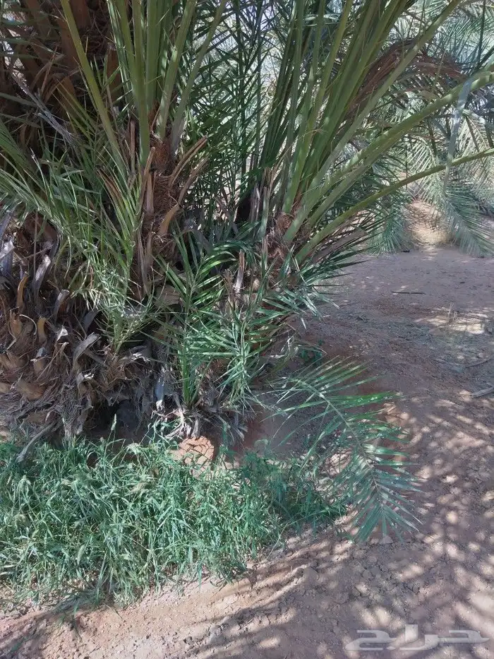 جميع انواع انخيل عربي واشنطني 8
