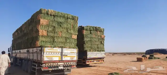 برسيم صافي درجه أولى فاخر وجميع انواع الاعلاف 8