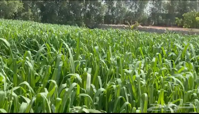 شتلات بونيكام كبيره التوصيل مجاني 0