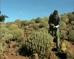 عسل الدغموس المغربي ( دغموس) 2