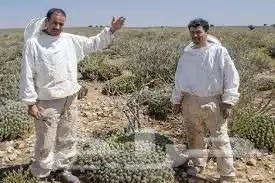 عسل الدغموس المغربي ( دغموس) 1