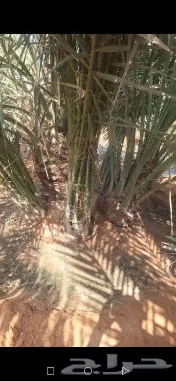 فسايل نخيل مجدول 0