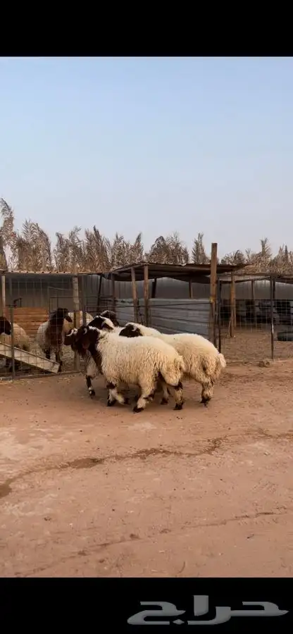 ذبايح نعيم 3