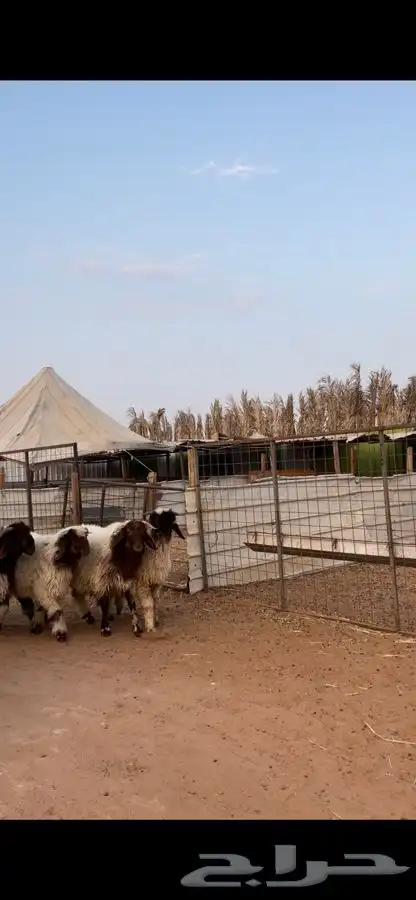 ذبايح نعيم 0