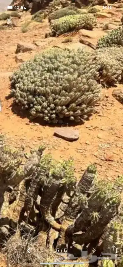 عسل الدغموس المغربي ( دغموس) 4