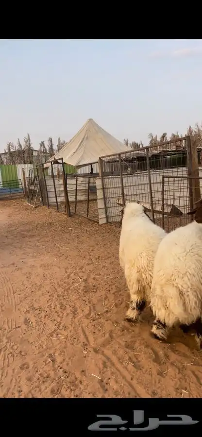 ذبايح نعيم 1