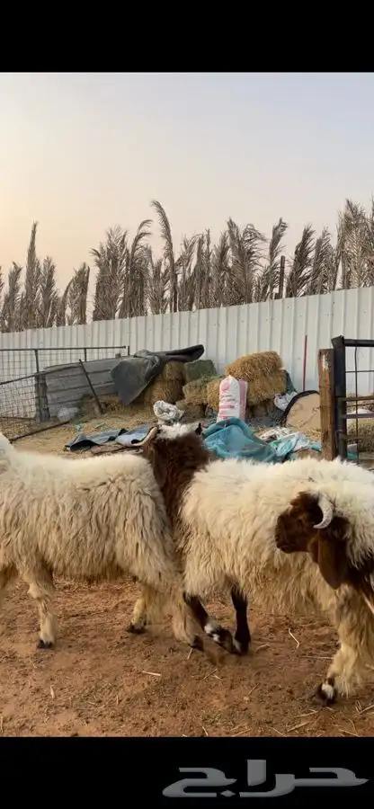 ذبايح نعيم 6