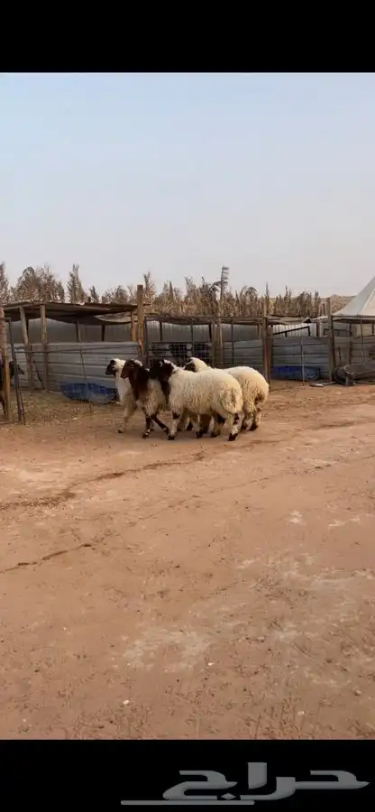 ذبايح نعيم 4