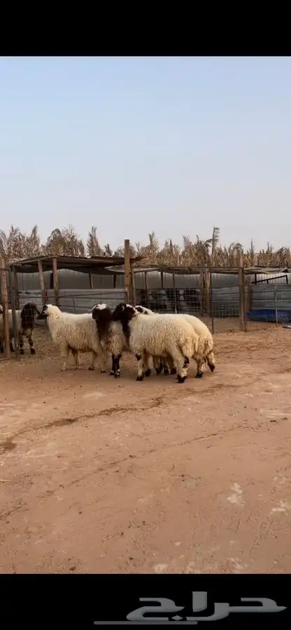 ذبايح نعيم 2