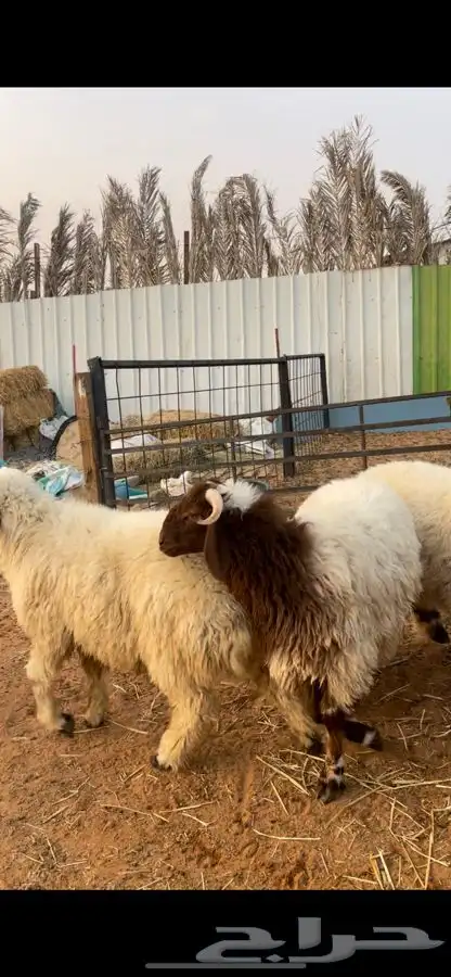 ذبايح نعيم 5