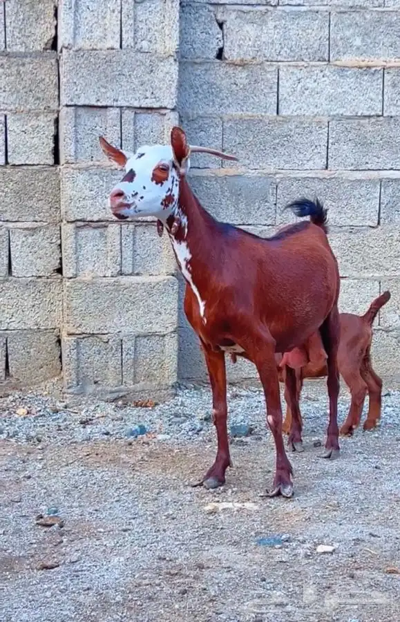 عنز تحتها جفره كلهاري تم البيع 2