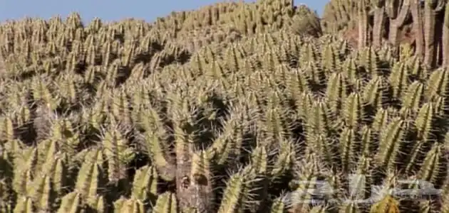 عسل الدغموس المغربي ( دغموس) 3