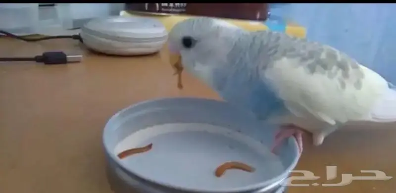 دود عتل Superworm for sale 1