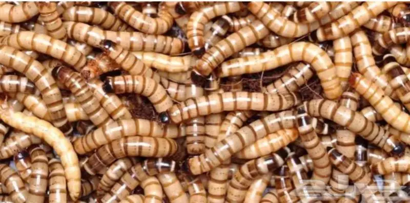 دود عتل Superworm for sale 6