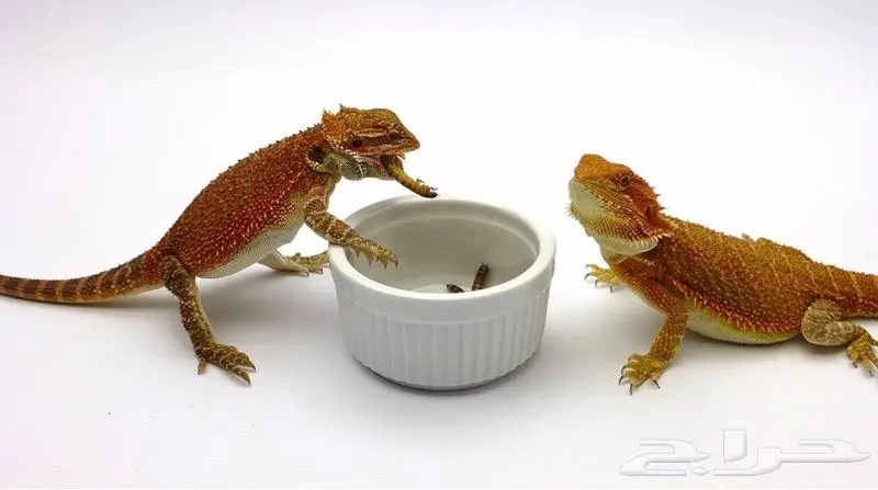 دود عتل Superworm for sale 4