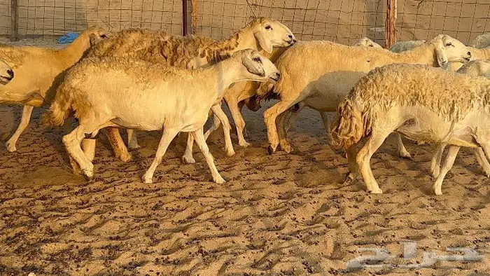 خلفات صنف تم البيع 15