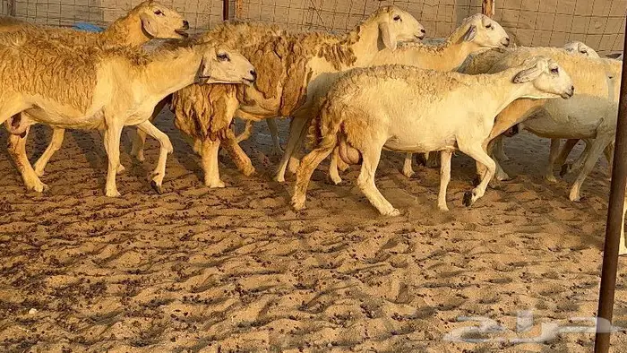 خلفات صنف تم البيع 14