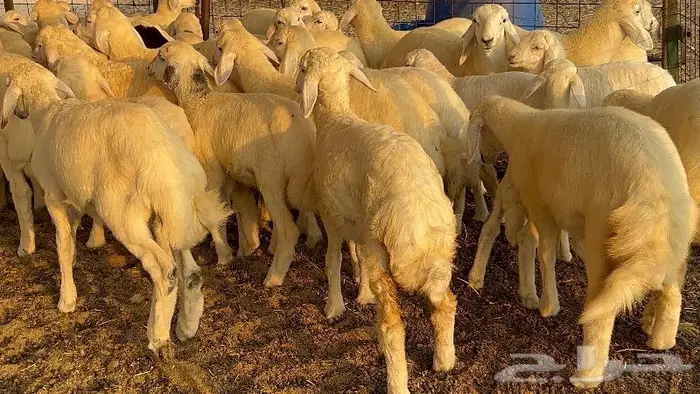 خلفات صنف تم البيع 17