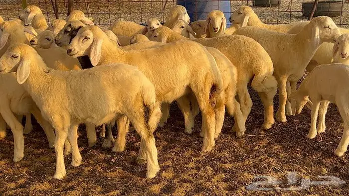 خلفات صنف تم البيع 19