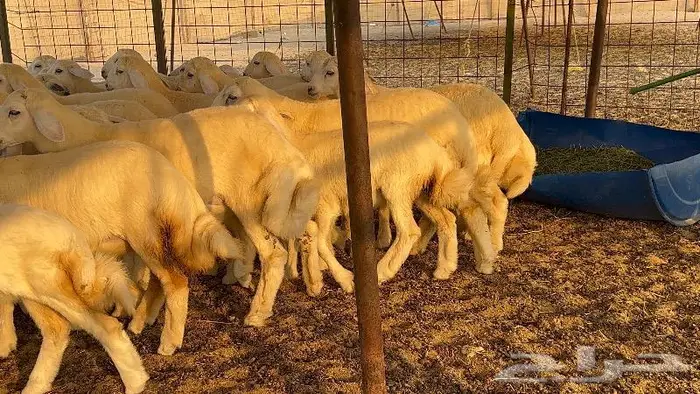 خلفات صنف تم البيع 20