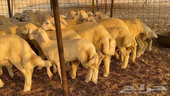 خلفات صنف تم البيع 25
