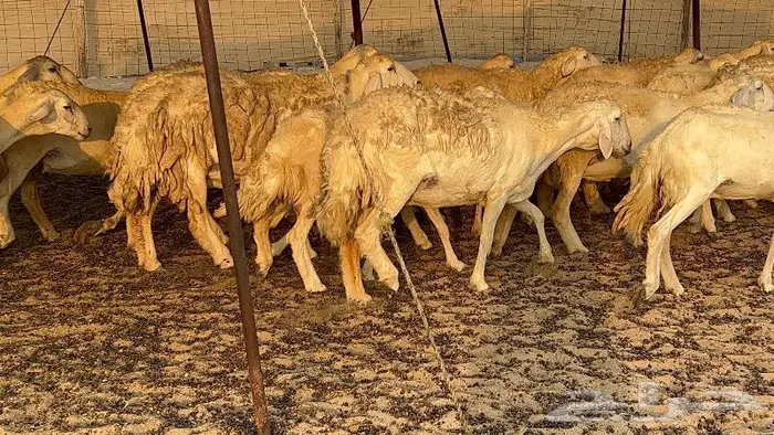 خلفات صنف تم البيع 4