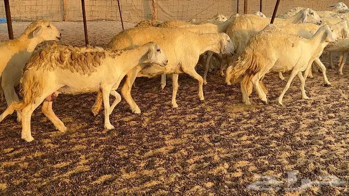 خلفات صنف تم البيع 7