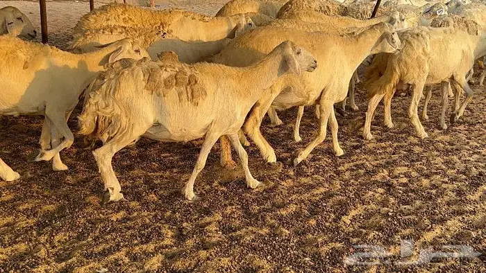 خلفات صنف تم البيع 6