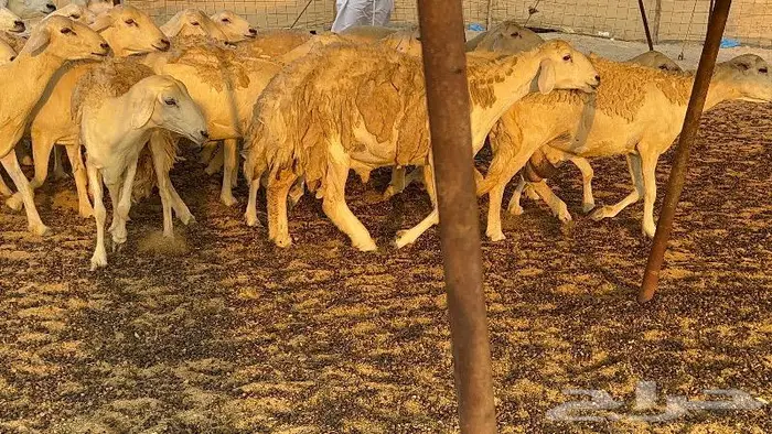 خلفات صنف تم البيع 9