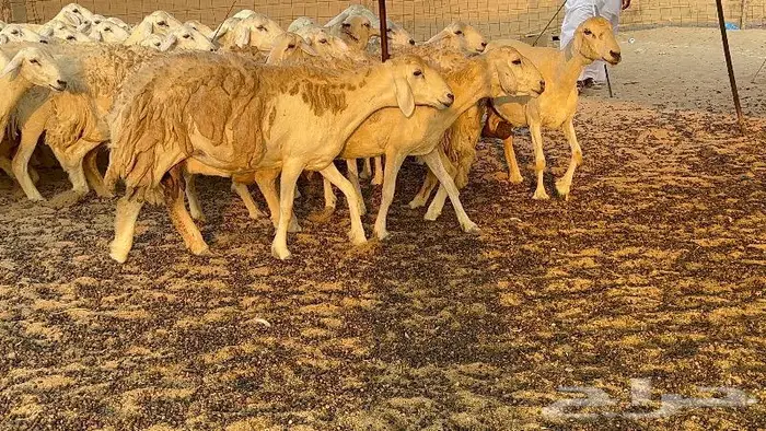 خلفات صنف تم البيع 10