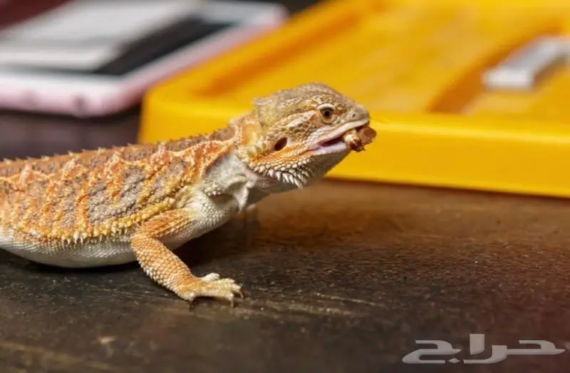 دود عتل Superworm for sale 8