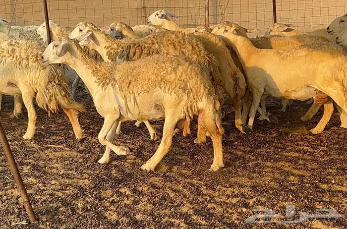 خلفات صنف تم البيع 18