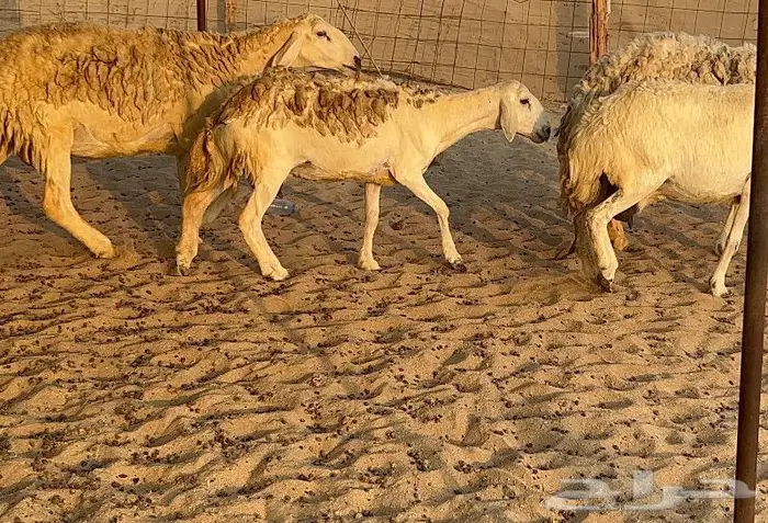 خلفات صنف تم البيع 5
