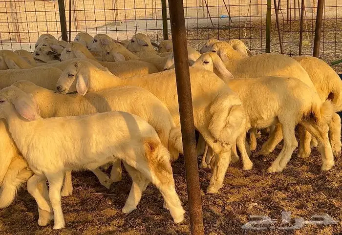 خلفات صنف تم البيع 22