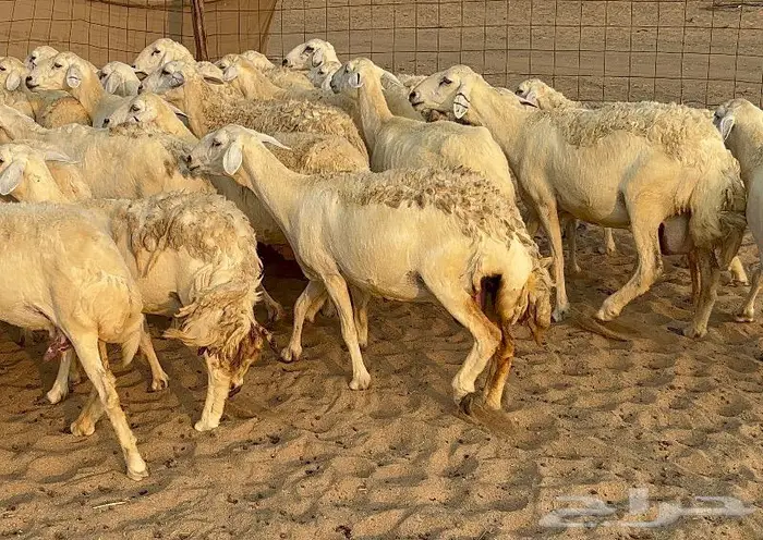 خلفات صنف تم البيع 11
