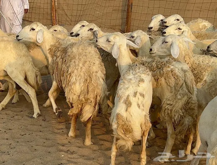 خلفات صنف تم البيع 12