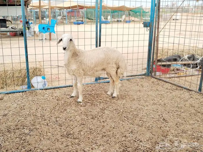 للبيع طلي ثلاجة او ضيوف ذبيحة ذبايح 1