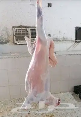 للبيع طلي ثلاجة او ضيوف ذبيحة ذبايح 2