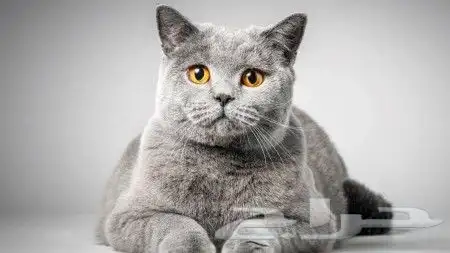 تم البيع. قطط القط البريطاني الأزرق cat 13