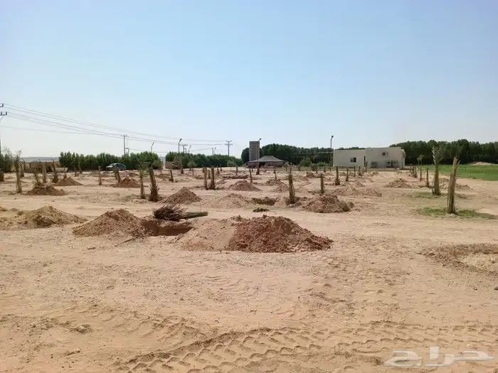 نخيل عربي واشنطني توصيل وزراعه 11