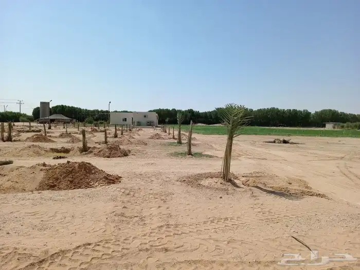 نخيل عربي واشنطني توصيل وزراعه 13