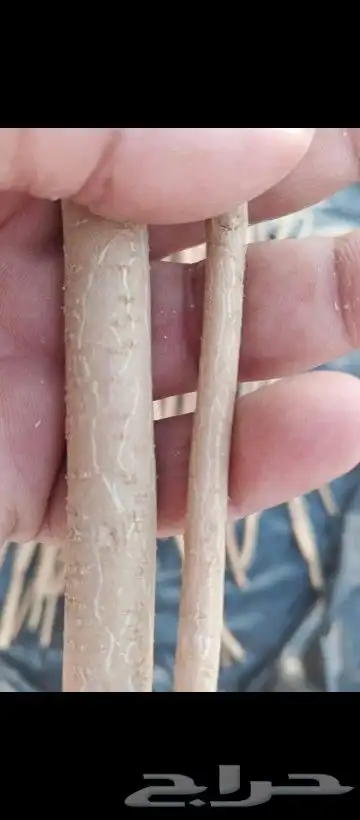 مساويك .مسواك الأراك البلدي الحار شرط للزبون 3