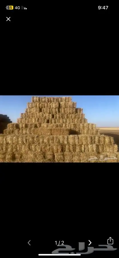 علف تبن بر قمح 0