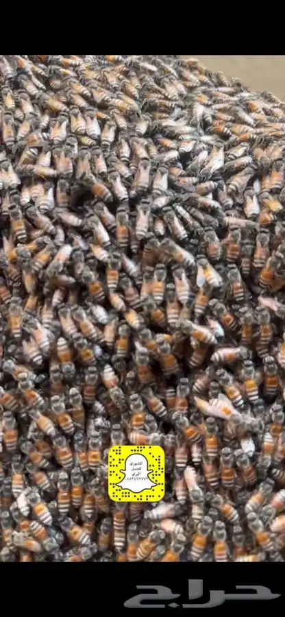 قرص او لسع بنحل للعلاج 1