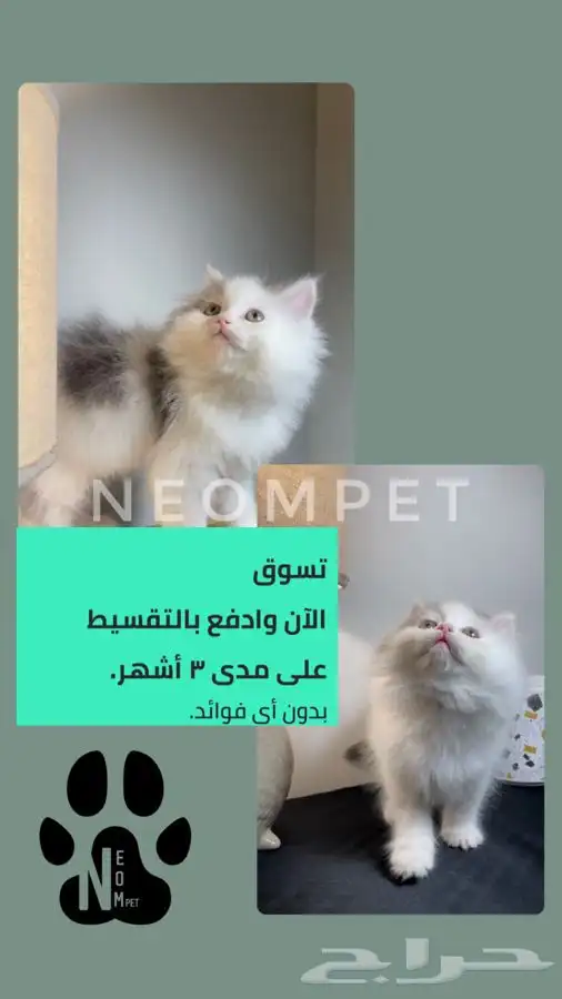 قطط اقساط قطط جدة قطط الطايف كيتن سكوتش فولد هملايا شيرازي 1