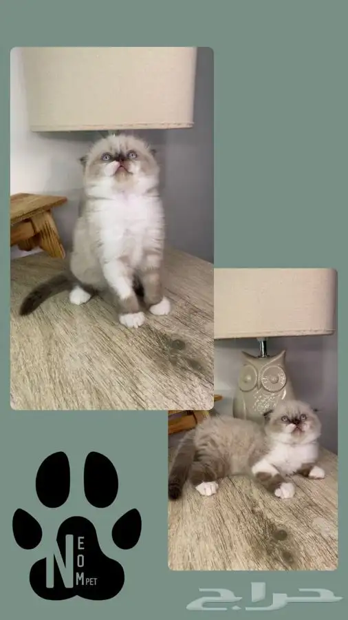 قطط اقساط قطط جدة قطط الطايف كيتن سكوتش فولد هملايا شيرازي 5