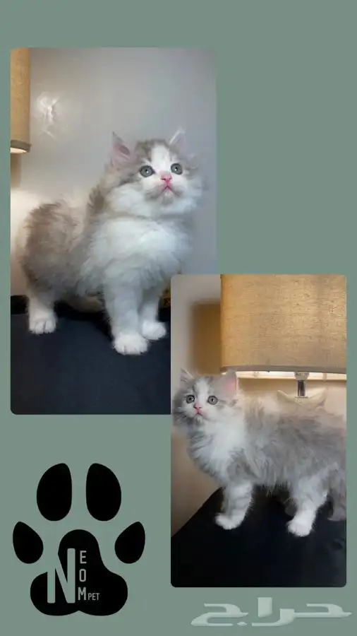 قطط اقساط قطط جدة قطط الطايف كيتن سكوتش فولد هملايا شيرازي 3